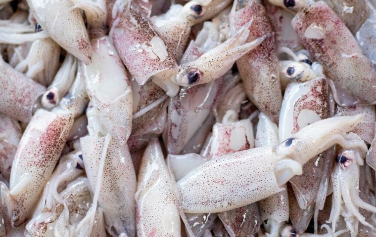 La directora de Recursos Naturales, Dra. Andrea Clausen informó a la Comisión de Pesca que al 24 de agosto se habían extraído unas 17,000 toneladas de Loligo