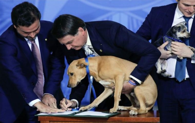 “La pena será compatible con la agresión que ese ser que se dice racional haya cometido contra un animal”, dijo Bolsonaro en el acto en el Palacio de Planalto.