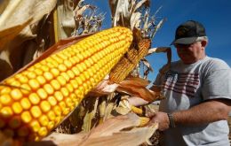 El USDA dijo que se reservaron 891.540 toneladas de maíz para su entrega en el año comercial actual 2020/21 y el saldo está programado para enviarse en 2021/22