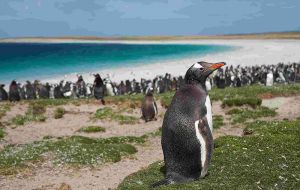 Acompaño la decisión de los residentes de Stanley de limitar el acceso a la playa desminada de Yorke Bay para proteger los médanos y los pingüinos 