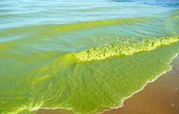 El exceso de esos nutrientes en el agua permite una floración exagerada de esas algas, por eso las aguas se tornan de color azul-celeste o verdosa