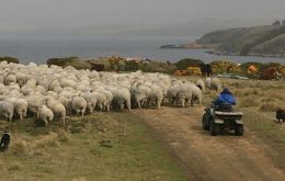 En las Falklands se organizó este año un programa de compra de la zafra de lana debido a la incertidumbre y al mercado mundial del textil.