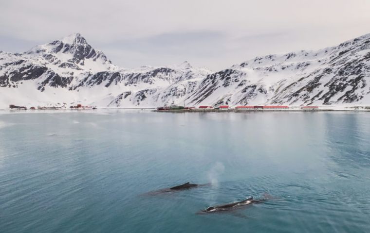 El nuevo estudio sugiere que las ballenas jorobadas también están regresando a la región. Foto: John Dickens / BAS