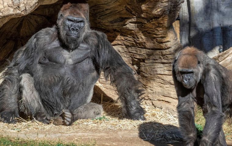 “Aparte de un poco de congestión y tos, los gorilas están bien”, sostuvo Lisa Peterson, directora ejecutiva del zoológico de San Diego