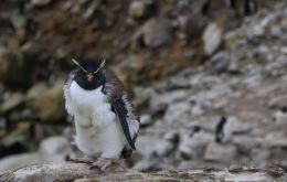 Para cumplir con el ciclo anual de muda de plumaje los pingüinos deben quedarse en la costa o tierra firme por tres a cuatro semanas, período en el cual no pueden retornar al mar para alimentarse
