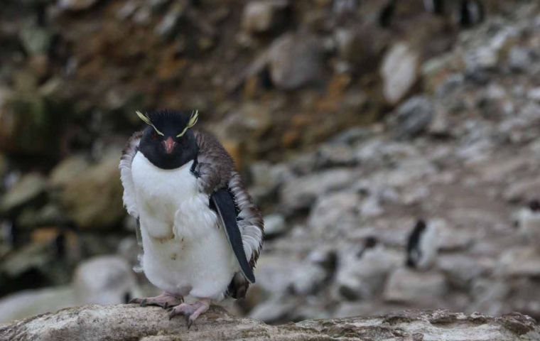 Para cumplir con el ciclo anual de muda de plumaje los pingüinos deben quedarse en la costa o tierra firme por tres a cuatro semanas, período en el cual no pueden retornar al mar para alimentarse