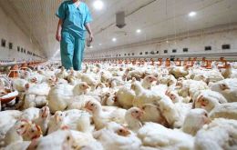”La información sobre el primer caso registrado en el mundo de transmisión de gripe aviar (H5N8) al ser humano ya ha sido enviada a la OMS”, explicó Anna Popova.