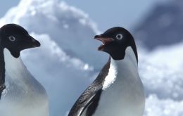 Cada año, alrededor del 25 de abril, se avistaron pingüinos Adelie en la base de McMurdo migrando hacia el norte.