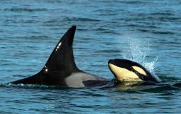  Las orcas son “una especie extremadamente inteligente” (Foto TELAM M. Ochoa)