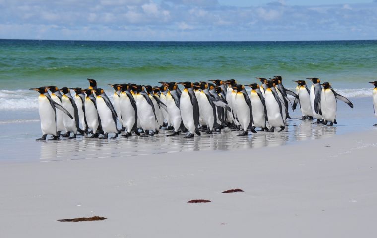 Los proyectos elegibles deben demostrar el beneficio que representan para el medio ambiente natural de las Falklands