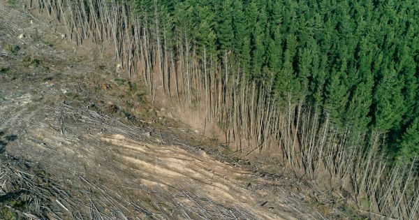 A third of the forests of Latin America and the Caribbean are threatened, according to a study – MercoPress