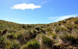 El tussock crece en matas altas y son el habitat para muchas especies en las Islas Falkland