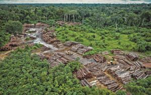 La deforestación en esa parte de Brasil provoca que se libere a la atmósfera más CO2 del que la región puede absorber.