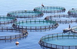 “Un NO a la explotación industrial del salmón, no queremos nada de eso en las Islas por el impacto sobre el medio ambiente y la vida silvestre de las Islas”.
