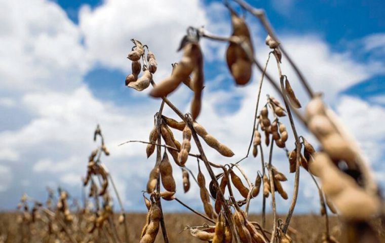“Un mal año agrícola tiene efectos en toda la economía del país”, explicó Bertoni