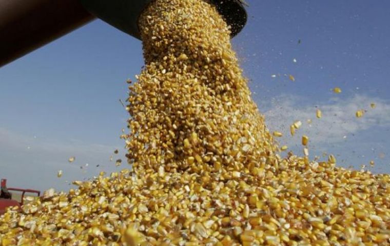 “No hay riesgo” de encontrar residuos fitosanitarios en el maíz argentino, dijo Planas