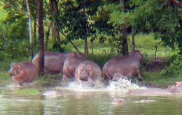 Los ataques de hipopótamos pueden ser letales, advierten autoridades colombianas 