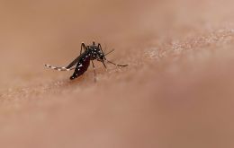 El dengue es una enfermedad estacional con síntomas similares a los del COVID-19 durante sus primeras etapas
