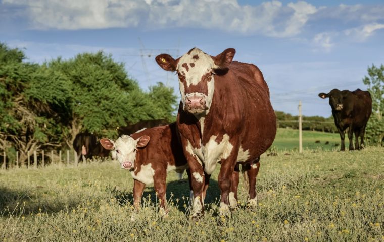 Israel resultó ser el segundo destino más relevante para las exportaciones de carne vacuna argentina en agosto de 2022, detrás de China
