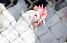 La inquietud responde principalmente por la difusión y alcance de los brotes de gripe aviar en Reino Unido y Europa que ataca a todas las aves