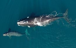 El seguimiento satelital de las ballenas busca entender cómo responden al cambio climático y así promover medidas para su conservación