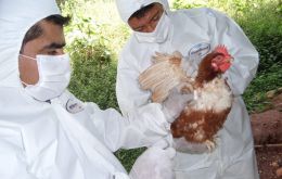 El abastecimiento de calidad de carne de pollo y huevos para el consumo humano “está garantizado”, dijeron las autoridades ecuatorianas