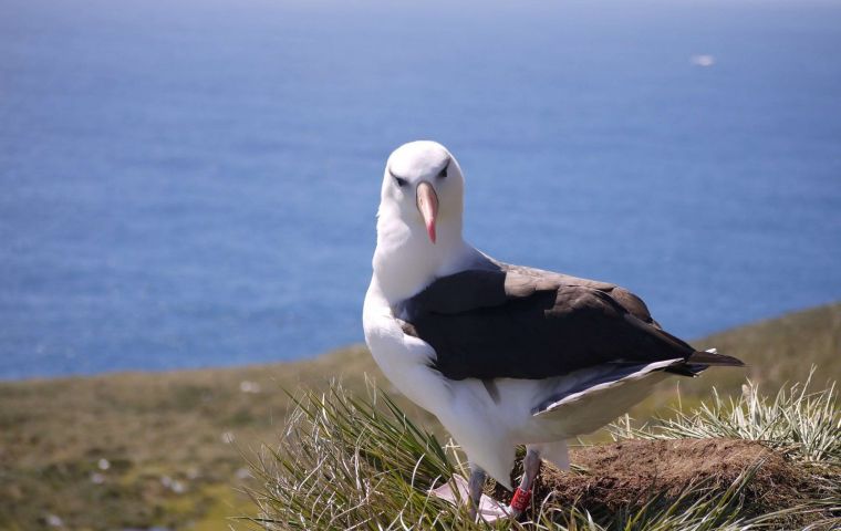 Recientes estudios indican que medio millón de parejas de albatros cejas negras anidan en las Falklands, algo así como el 70%  de la población mundial de la especie 