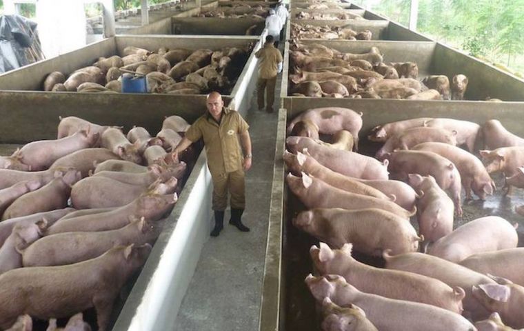 “El cerdo y el pollo son las proteínas más consumidas en el mundo”, insistió Camperchioli 