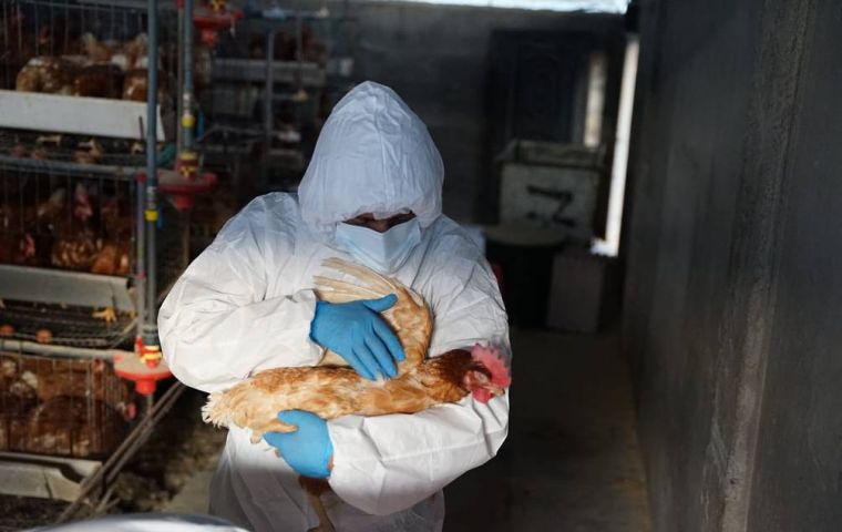El consumo de pollo y huevos no supone ningún riesgo para la salud humana, insisten las autoridades