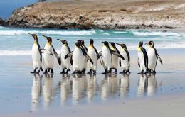 Los Pingüinos Rey en la playa de Volunteer Point 