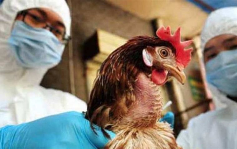 La gripe aviar no se transmite por el consumo de huevos de aves enfermas, explicó Melón