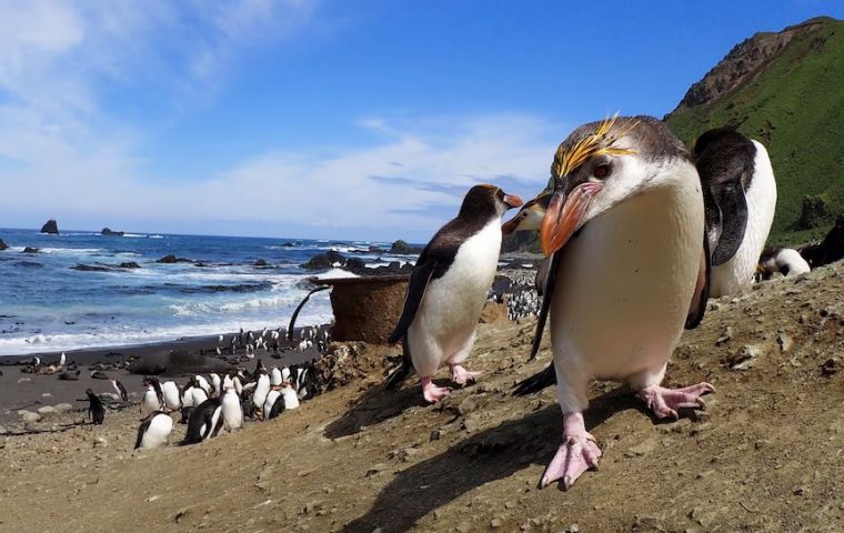 Actualmente no hay actividad volcánica, como en la época de la separación de la Antártida y Sudamérica, y la diferencia puede rastrearse en huesos fósiles de pingüinos 