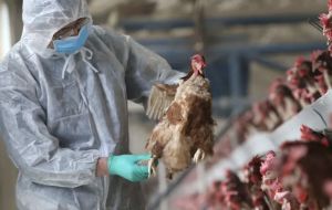 Bahillo insistió en que la enfermedad no se transmite por el consumo de carne o huevos de ave, por lo que los exportadores podrán vender sus productos localmente