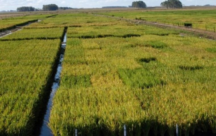 La cosecha de arroz de 2022-23 será similar a la anterior, explicó Mattos