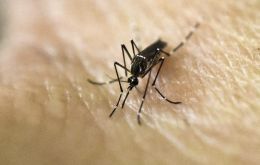 Con un 30% del personal sanitario de licencia por enfermedad, el chikungunya también está creando una sobrecarga de trabajo para quienes siguen de guardia