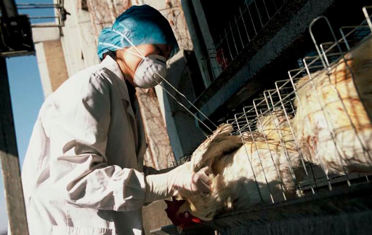 Zoe Fowler, Directora de Servicios Veterinarios dijo que “el hecho que hayamos logrado evitar casos reales y/o sospechosos, de gripe aviar es un logro significativo”