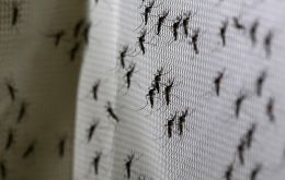 La transmisión del dengue puede reducirse hasta un 77%, según los resultados de los ensayos