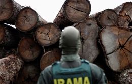 La tala de árboles en la Amazonia brasileña alcanzó sus niveles más altos de los últimos quince años