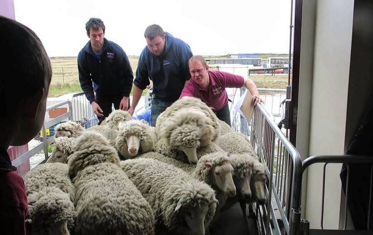 Falklands enfrenta venta de zafra de lana 'pesada' y productores con poca liquidez  