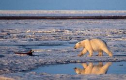 Un Ártico sin hielo marino afectaría a las sociedades humanas y a los ecosistemas naturales tanto dentro como fuera de la región