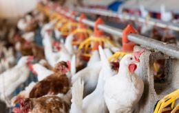 Las autoridades brasileñas insisten en que la producción comercial de pollos sigue siendo segura