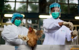 El primer linaje del virus de la gripe aviar se identificó en 1996 y desde entonces ha causado varios brotes infecciosos entre las aves