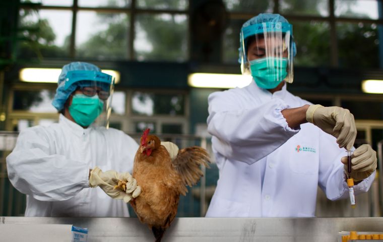 El primer linaje del virus de la gripe aviar se identificó en 1996 y desde entonces ha causado varios brotes infecciosos entre las aves