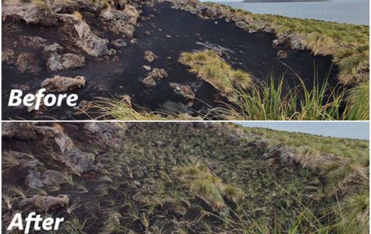 Vista de campos erosionados previo a la plantación de matas de Tussac y esos predios con el injerto de la pastura con la variedad autóctona de las Falklands