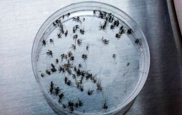 El pico de actividad de las hembras de Aedes aegypti se produce en febrero y marzo. Rociar veneno fuera de ese periodo sólo favorece la resistencia genética a los productos químicos