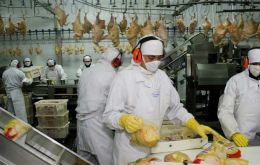 Por la epidemia, las exportaciones argentinas de carne de pollo se contrajeron 28% en volumen y 35% en valor durante el primer semestre