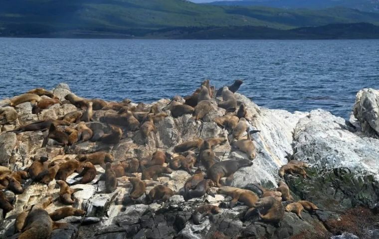 “Dos sospechas previas en lobos marinos habían sido tratadas en el país y dieron negativo”, señaló el Senasa