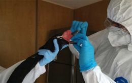 La emergencia sanitaria ha sido impuesta debido a la aparición de un caso de gripe en un cisne de cuello negro en Rocha.