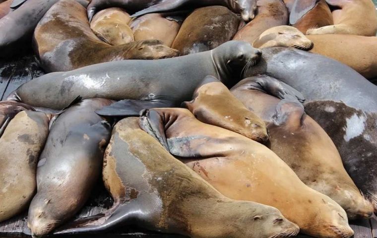 Sea lion found on beach buried in sand