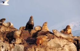 Los lobos marinos contraerían la gripe aviar a través de las excreciones de aves silvestres enfermas, especulan expertos argentinos 